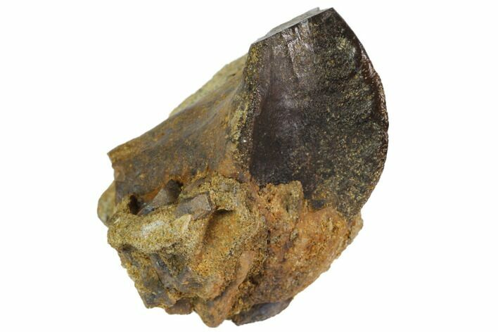Partially Rooted Ceratopsid (Chasmosaurus) Tooth - Montana #113679